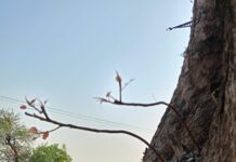 फिर से खिल उठा पीपल का पेड़