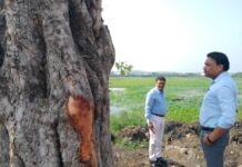 पुनर्स्थापित वृक्ष होने लगे हरे भरे.