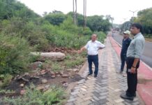 सड़क किनारे लगेंगे छायादार पौधे.