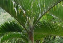 पाम पार्क के रूप में विकसित होगा पार्क