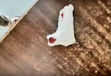 पिस्टल कमर में दबाये बाबा के पास खड़ा था आरोपी