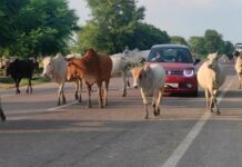 सड़कों पर वाहन से दुर्घटना की चपेट में न आयें पशु
