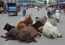 आवारा पशुओं को मुख्य मार्ग से हटाने की कार्रवाई