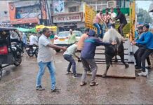 सागर :11 आवारा पशु पकड़े गये