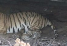 सागर : मातृ दिवस पर आईं जिले से दो बड़ी खबरें