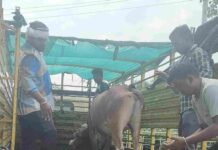 सागर : निगमायुक्त की पशु पालकों से अपील