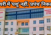 बिना गाय-बैल के डेयरी वालों की छुट्टी